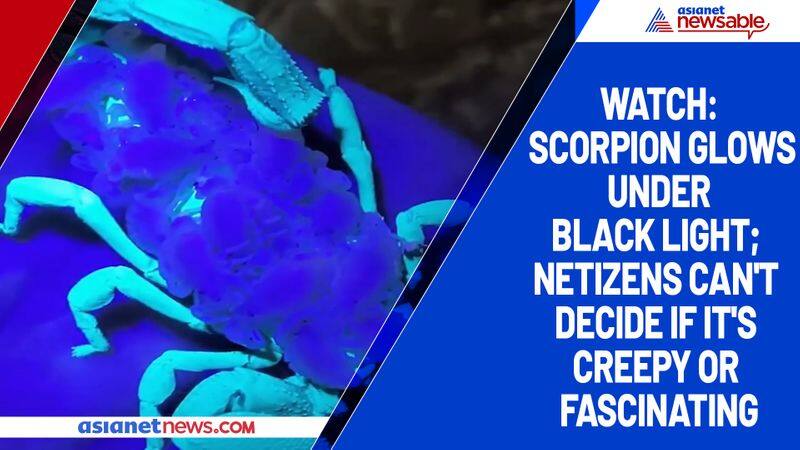 Watch Scorpion glows under black light; netizens can't decide if it's creepy or fascinating-tgy