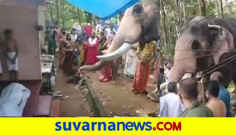 A Heartwarming Story from Kerala Elephant submits final rites to mahout RIP mah