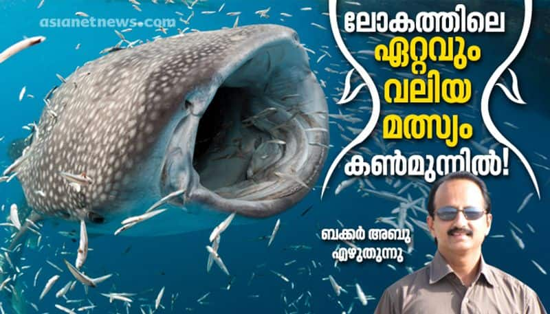 interesting facts about whale shark by Bucker ABoo