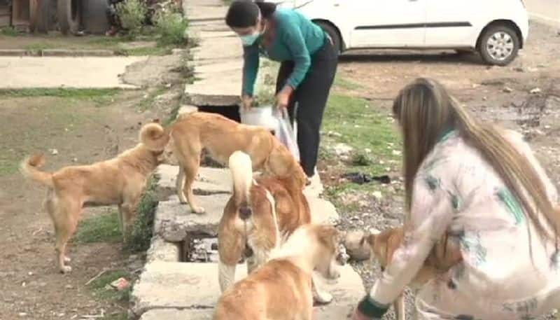 Two Women Feeding around 25 Stray Dogs Daily