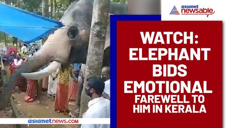 After Mahout's Death, Elephant Bids Emotional Farewell To Him; Watch Video - gps