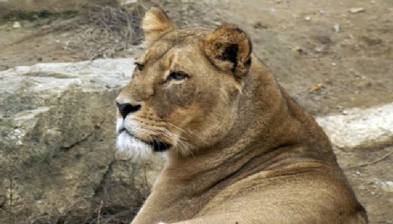 lioness died after covid 19 infection