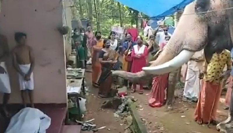 elephant pays last respects to mahout in kottayam