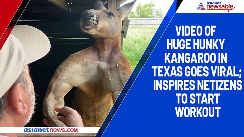 Video of huge hunky kangaroo in Texas goes viral; inspires netizens to start workout-tgy