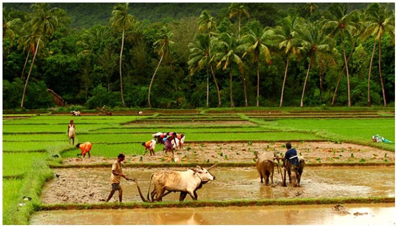 10 Thousand Farmers Not Yet Get Crop Insurance compensation in Koppal grg