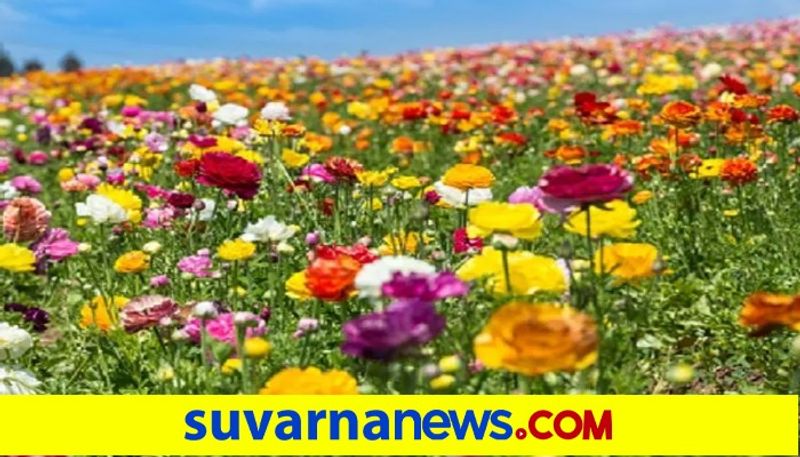 Flowers Price Falls due To Ashada Month  snr