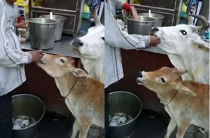 cow and its calf enjoy eating golgappas Lucknow video goes viral ckm