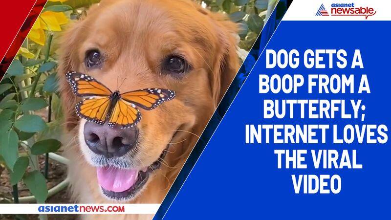 Dog gets a boop from a butterfly; internet loves the viral video-tgy