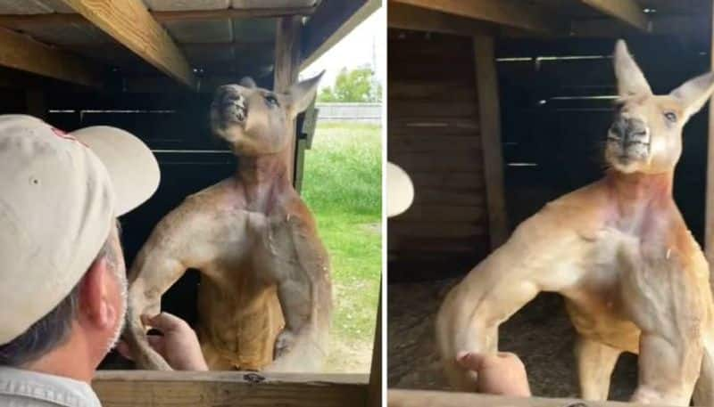 Kangaroo Pushing Netizens to Start WorkOut