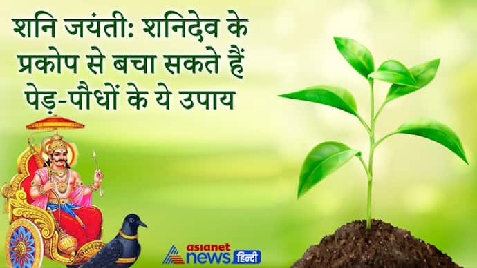 शनि जयंती: पेड़-पौधों के ये छोटे-छोटे उपाय करने से भी बच सकते हैं शनिदेव के प्रकोप से