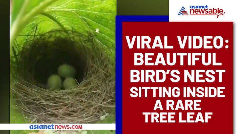 Rare Video of Bird's Nest Sitting Inside Tree Leaf goes Viral - gps