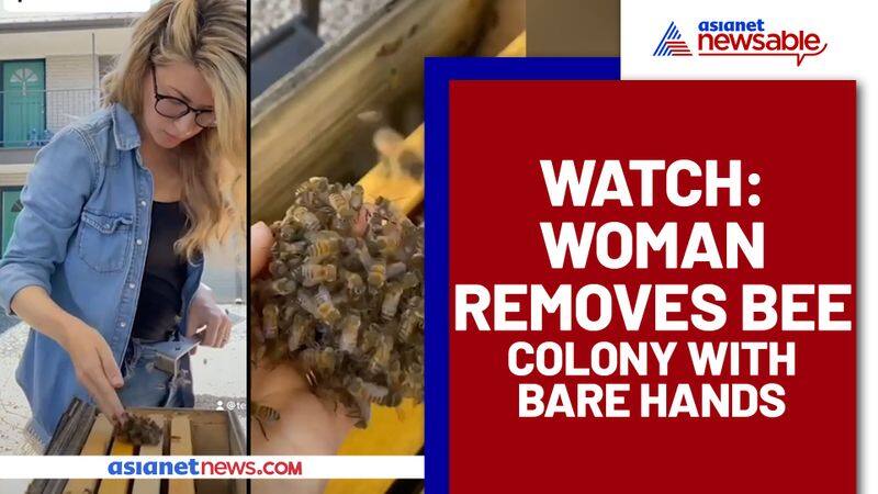 Beekeeper removes a large bee colony from a shed with bare hands; Watch video - gps