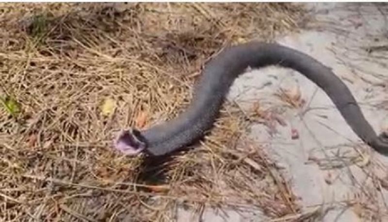 fake : snake shouting like man in karimnagar video viral - bsb