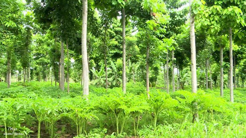 trees based farming is the only solution to save soil