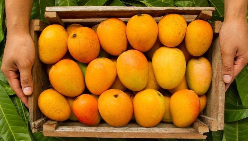 Can A Mango Really Cost 1000 RS Per Piece