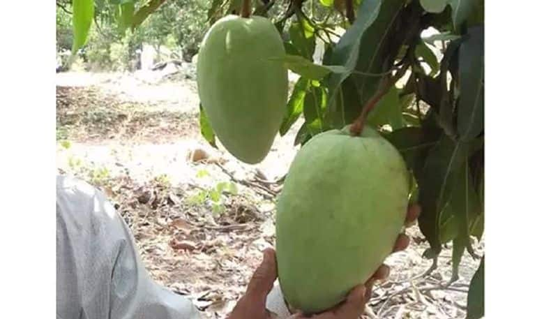 Can A Mango Really Cost 1000 RS Per Piece