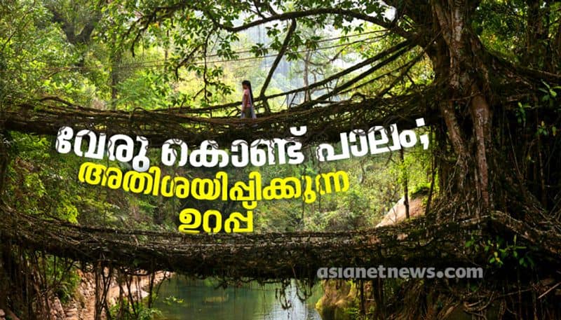 living root bridges of meghalaya