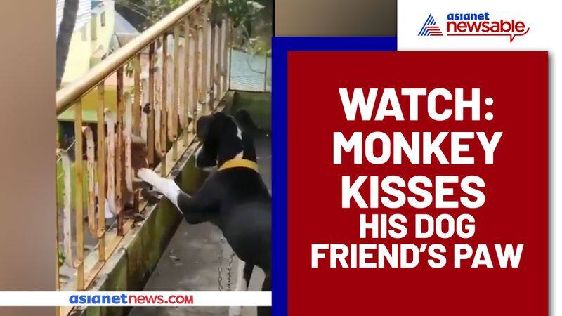 Monkey Kisses Dog's Paw, Heartwarming Video Showing Their Friendship Goes Viral - gps