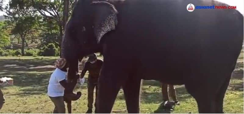 covid test for elephants in mudumalai