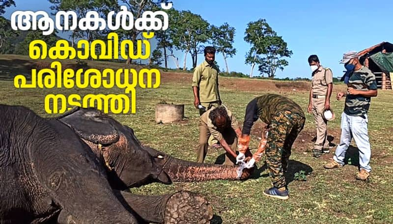 Mudumalai Tiger Reserve elephants were tested for corona disease