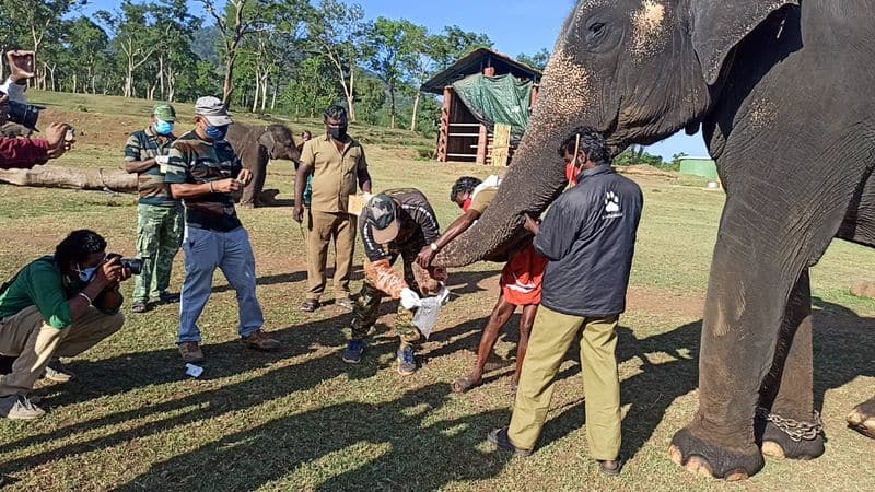 Bagan killed in elephant attack at Mudumalai Elephant Camp