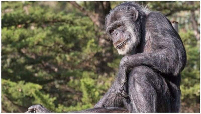 Oldest male chimpanzee in US dies at age 63 at California zoo