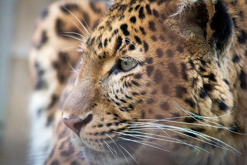 brothers escaped from leopard by throwing birthday cake to it