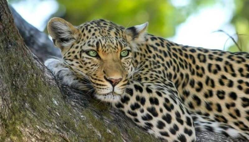 People in anxiety for Leopard Found at Honnali in Davanagere grg