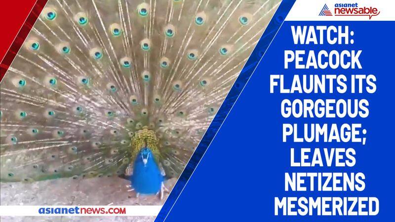 Watch Peacock flaunts its gorgeous plumage; leaves netizens mesmerized-tgy