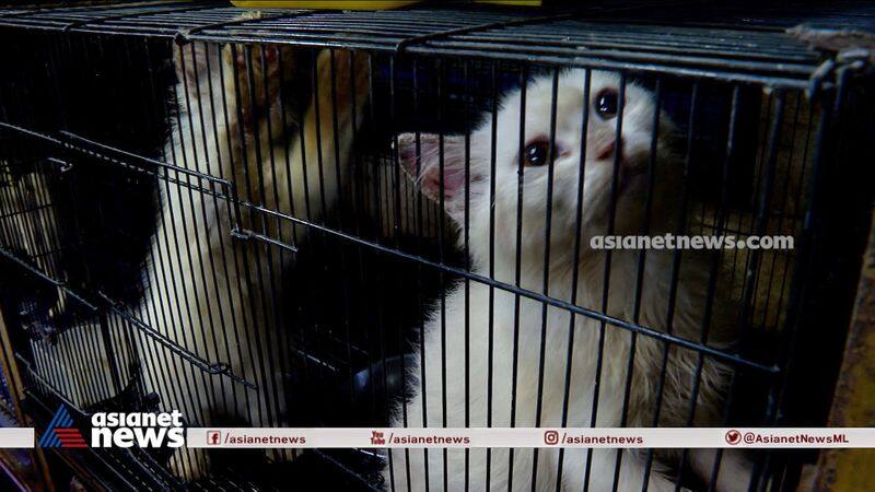 rescued pets from locked pet shop