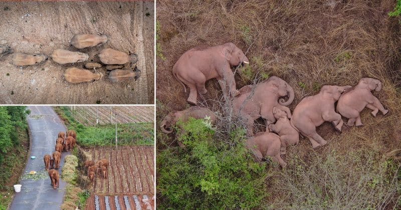 China herd of wandering elephants takes a rest after 500km trek