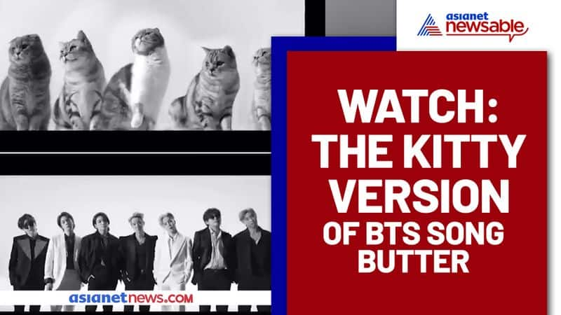 Cats Version of BTS Song 'Butter' Goes Viral; Netizens Amused - gps