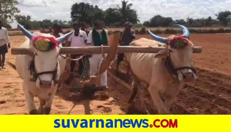 BJP MLA Paranna Munavalli Sowed in the Farmer Yard at Gangavati in Koppal grg