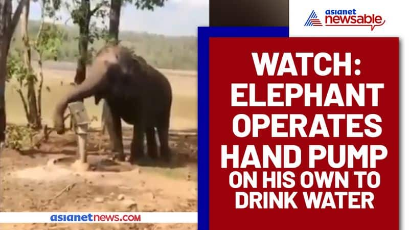 Intelligent Elephant Uses Hand Pump to Drink Water; Watch Video - gps