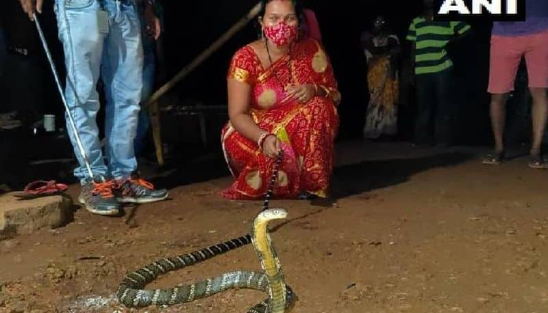 Woman Rescues Eight feet long King Cobra