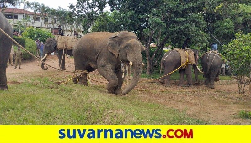 Forest department capture  elephant in Hassan snr