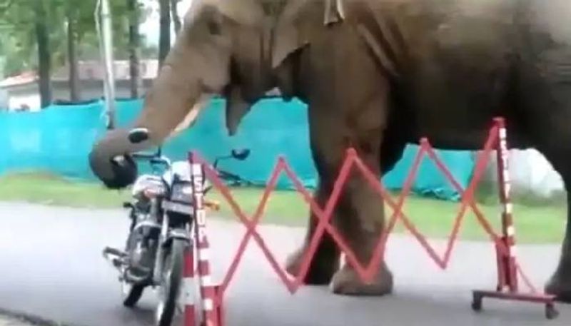 Wild elephant eats helmet in viral video