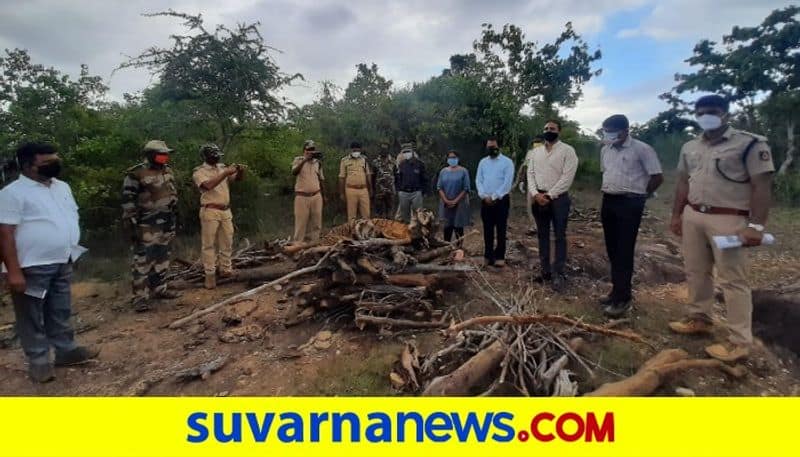 10 year old tiger found dead at karnataka bandipur reserve forest mah