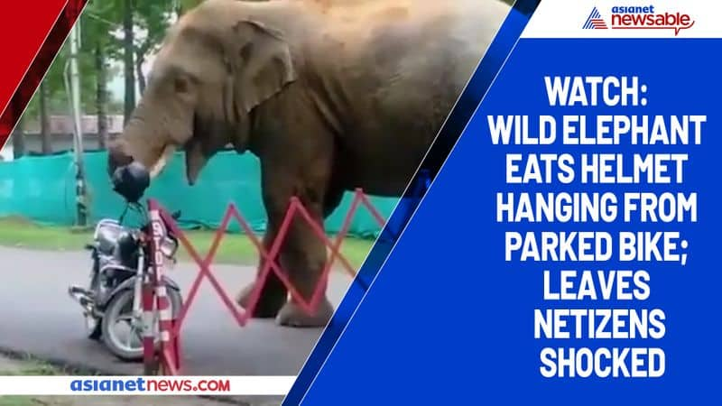 Watch Wild elephant eats helmet hanging from parked bike; leaves netizens shocked-tgy