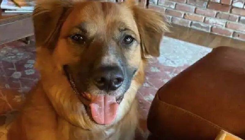 family found their lost pet dog after facebook post goes viral