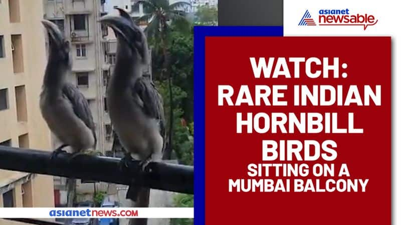 Indian Grey Hornbill Birds Spotted in Mumbai Balcony, Watch Viral Video - gps