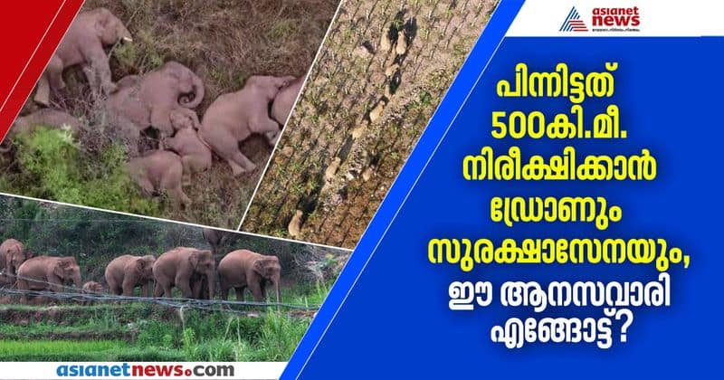 15 elephants wandering 500 km journey in china