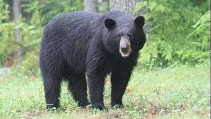 Bear Sees Its Reflection In Mirror video goes viral