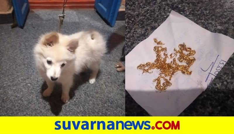 Pet Dog ate gold chain karatagi Koppala mah