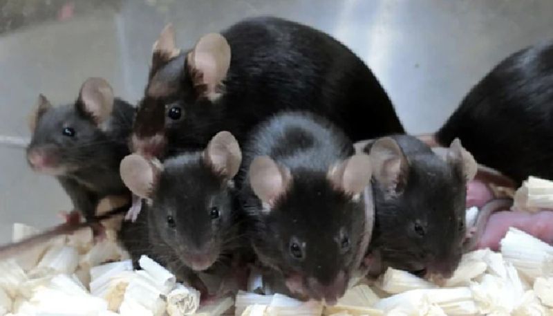 mouse sperm stored in space gives birth to healthy pups