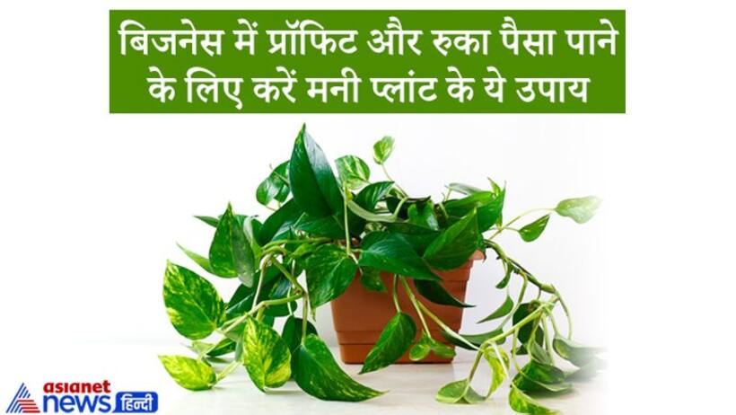 बिजनेस में फायदा और रुका हुआ पैसा पाने के लिए कर सकते हैं मनी प्लांट से जुड़े 2 आसान उपाय