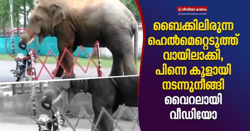 wild elephant tries to eat helmet in assam video goes viral