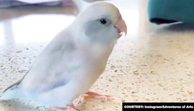 Arlo 2-year-old Pacific parrotlet says 'I love you'; viral video wows netizens-tgy