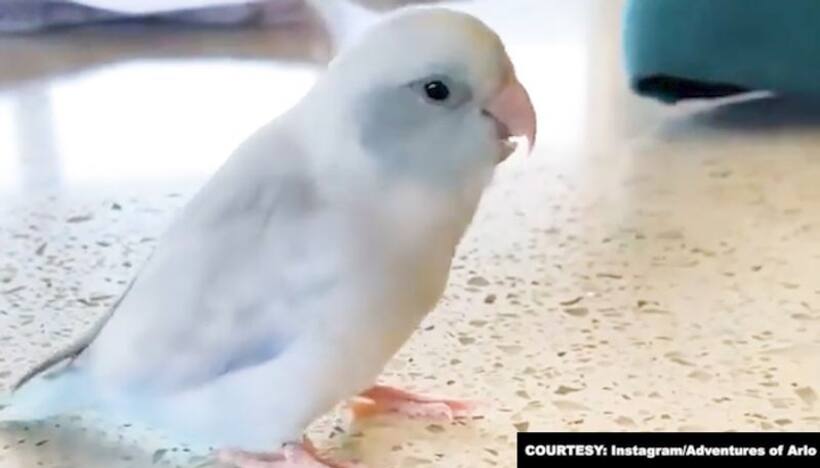 Arlo, 2 year old Pacific parrotlet says 'I love you'; viral video wows netizens