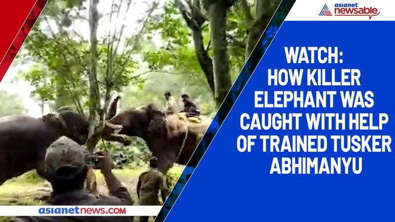 Watch How killer elephant was caught with help of trained trucker Abhimanyu-ycb